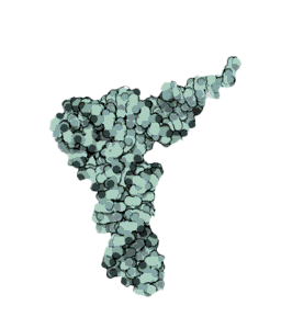 tRNA molecule